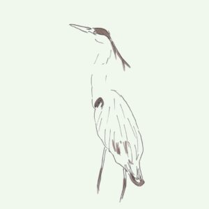 héron illustration simple