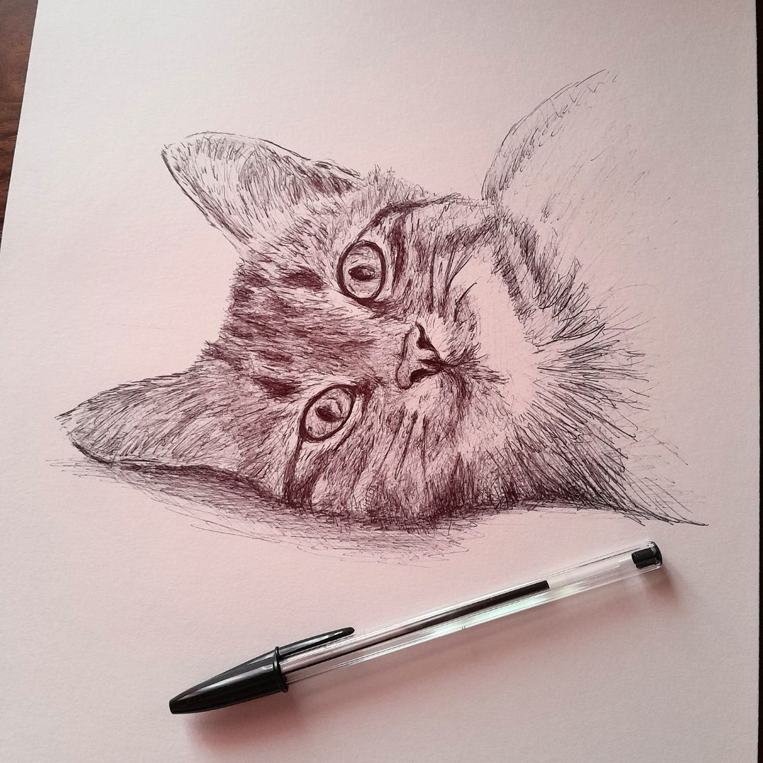 cat portrait bic